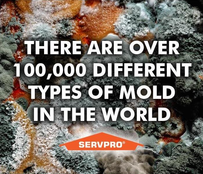 mold types